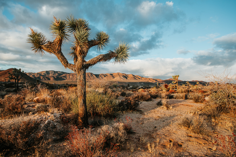 Wild Weather in Joshua Tree