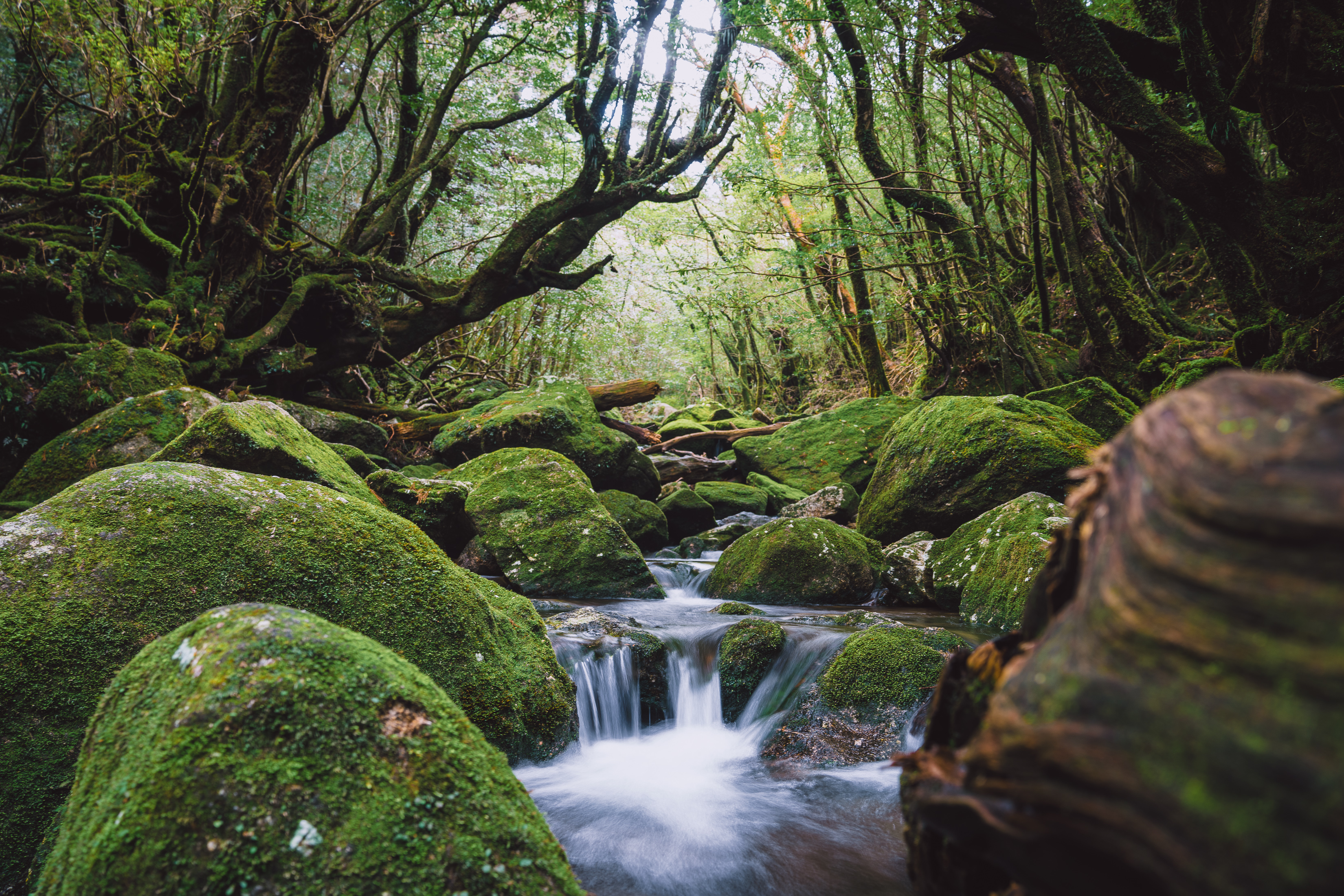 Asia '24 Part 4: Yakushima – Khristian Snyder – Travel Journal