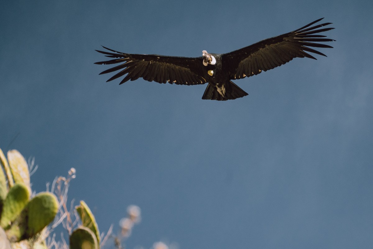 Colca Canyon, Peru
